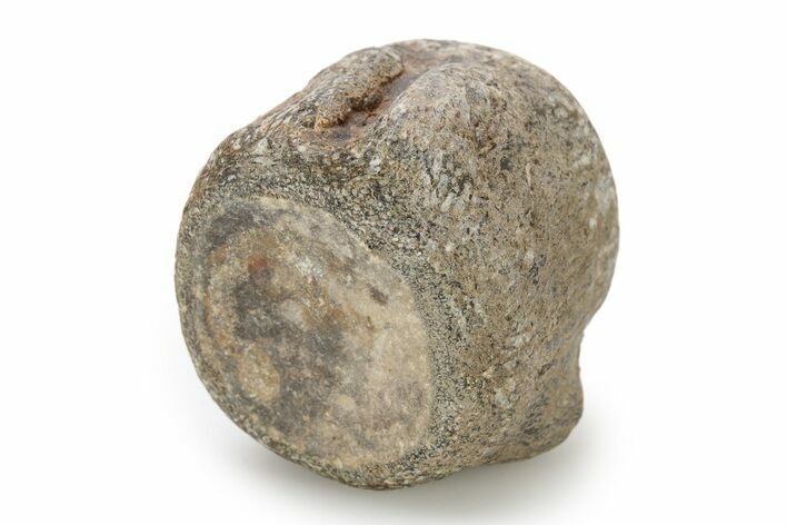 Fossil Mosasaur (Clidastes) Vertebra - Texas #251266